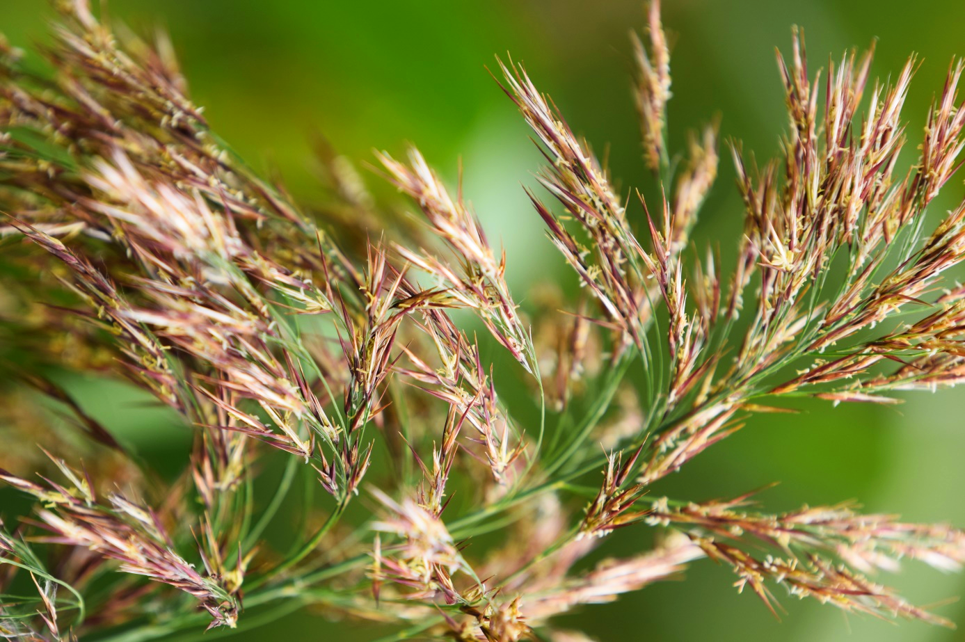 Gatunek: Trzcina pospolita, Stanowisko: Szczebrzeszyn, Siedlisko: łąka, Data zbioru: 14.09.2020 r., Zebrał i oznaczył: Kuba, Julia