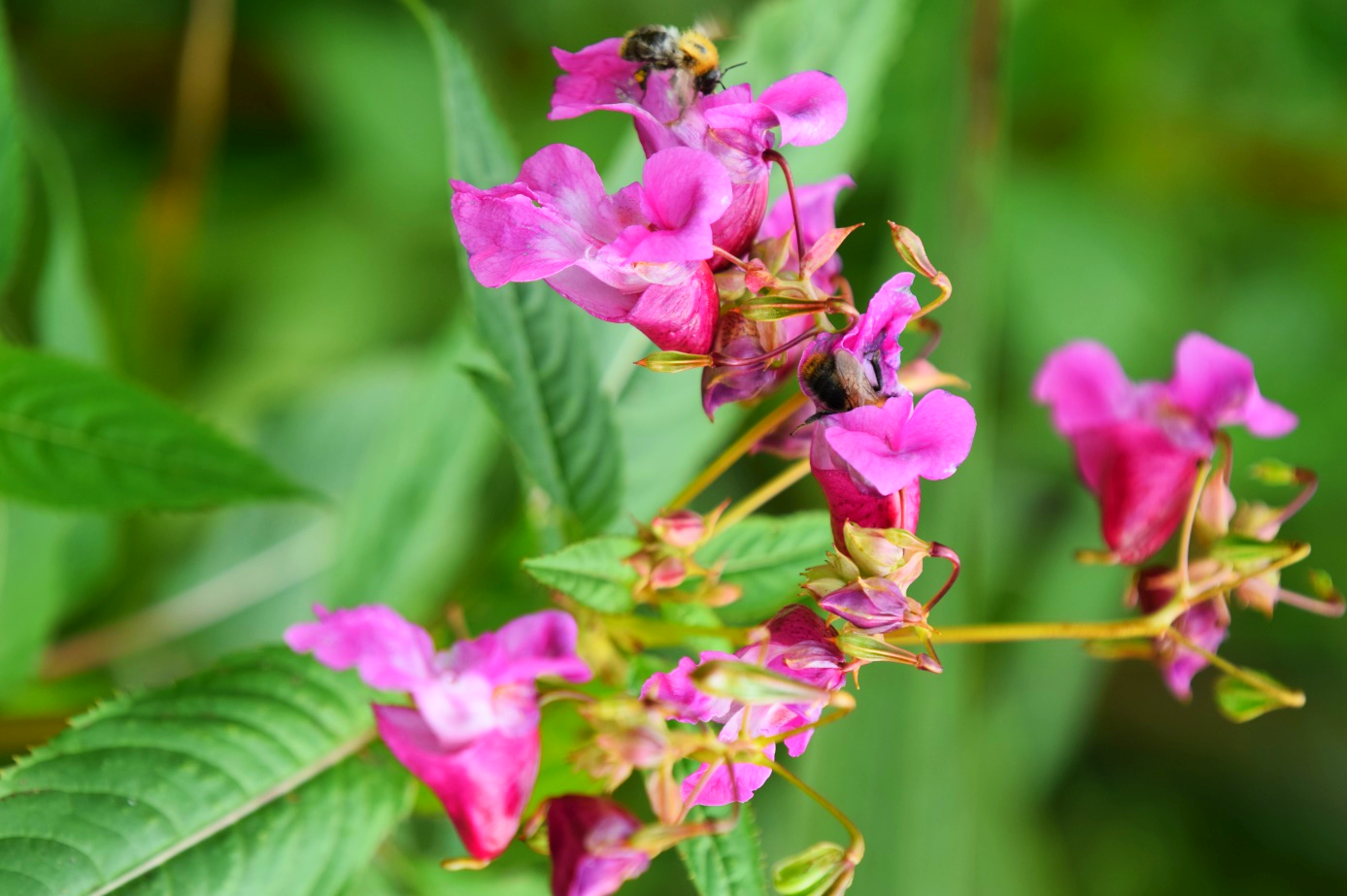 Gatunek: Wierzbówka kiprzyca, Stanowisko: Szczebrzeszyn, Siedlisko: łąka, Data zbioru: 14.09.2020 r., Zebrał i oznaczył: Dorota, Martyna