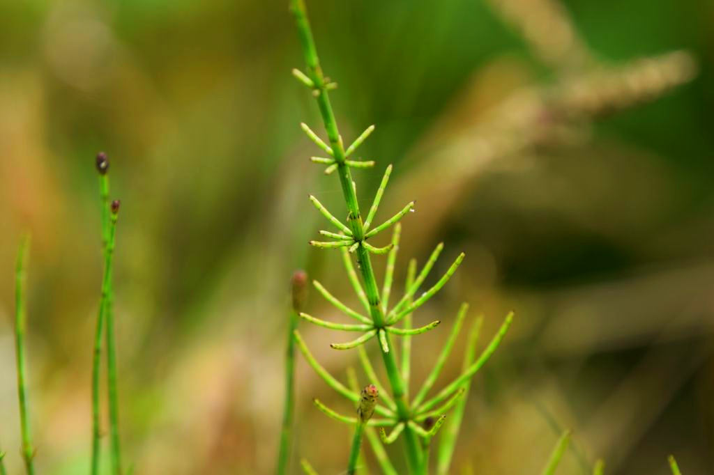 Gatunek: Skrzyp polny, Stanowisko: Szczebrzeszyn, Siedlisko: łąka, Data zbioru: 14.09.2020 r., Zebrał i oznaczył: Kacper,Miłosz