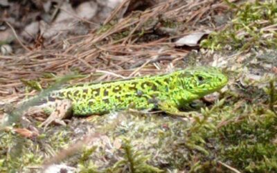 Lekcja Przyrody i biologii w terenie uczniów Szkoły Podstawowej w Niedzieliskach